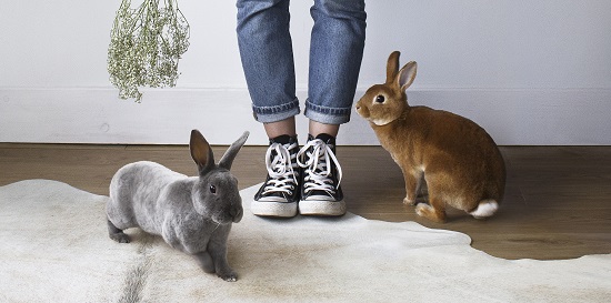 Caleb, conigli, pet therapy. Due conigli accanto ad una ragazza in piedi. A sinistra un coniglio di colore grigio e sulla destra un coniglio di colore marrone chiaro. In mezzo si vedono solo le gambe di una ragazza che indossa un paio di converse nere e un paio di jeans.