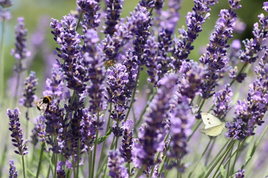 Lavanda , un particolare di un campo di lavanda fiorito tutto viola. I rametti di lavanda hanno delle piccole api sopra