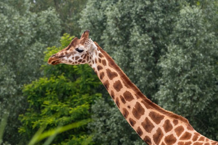 Giraffa, gesto, caccia al trofeo. La giraffa di colore marroncino chiaro con chiazze piu scure. Cammina su un prato di colore verde chiaro e sullo sfondo alberi verde scuro.