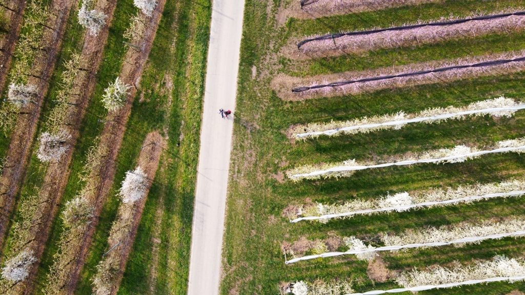 Saluzzo e Monviso candidati per Capitale italiana della Cultura 2024. Foto di frutteti in fiore con una persona un bicicletta tra campi bianchi e rosa