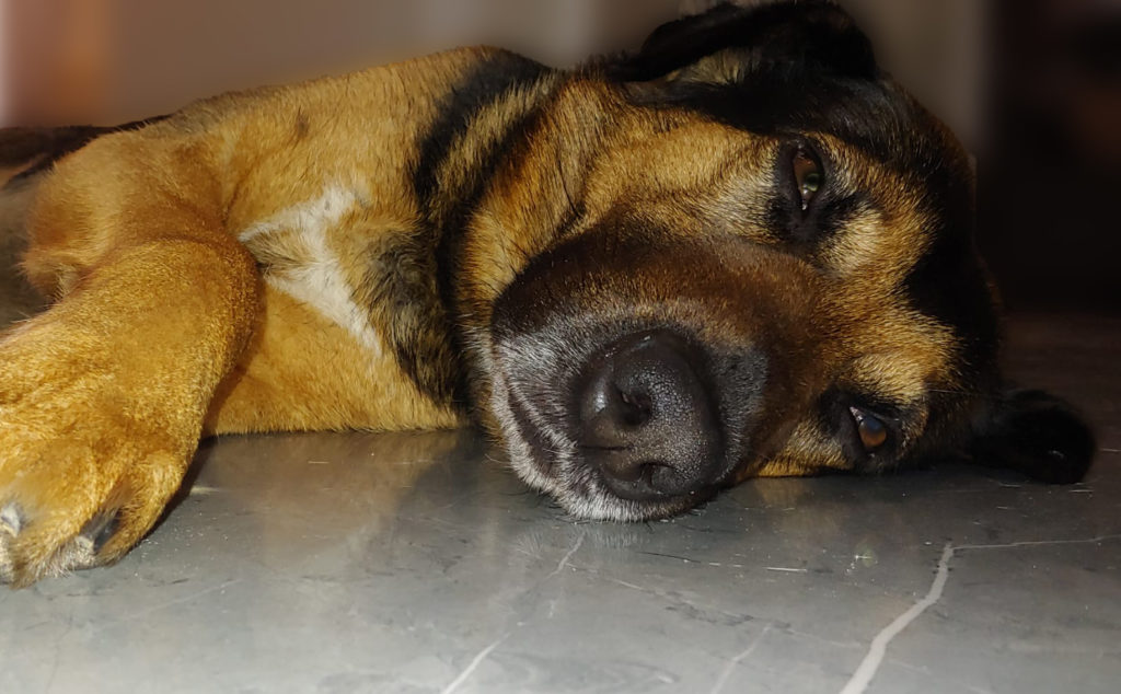 Un cane pastore ptedesco incrociato, appoggiato su un pavimento, il muso è triste, ha il pelo marrone e nero e l'espressione triste