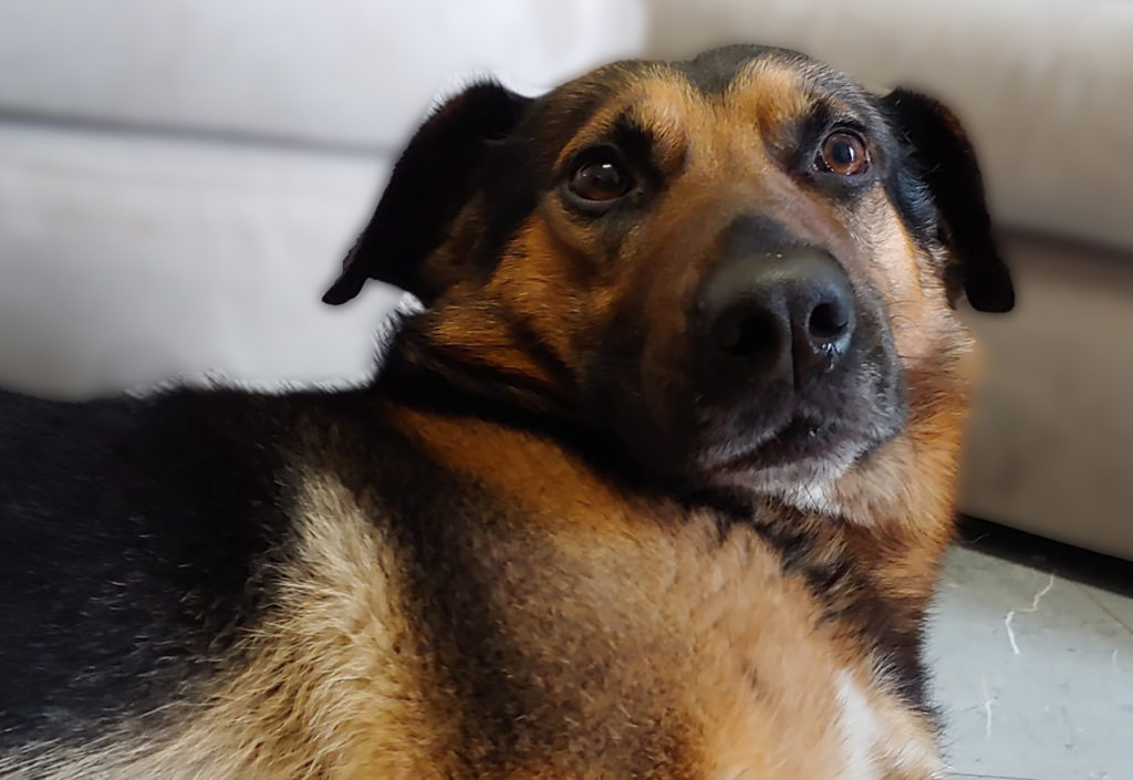 Dog Film Festival cane nella foto, un bellissimo primo piano di un pastore tedesco incrociato, con gli occhi tristi e l'espressione seria. Ha il pelo marrone e nero