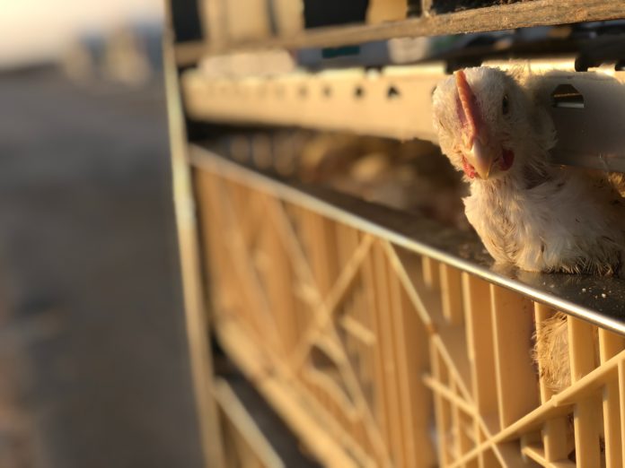 Allevamenti in gabbia - un polo sbuca con la testa da una gabbia di un allevamento