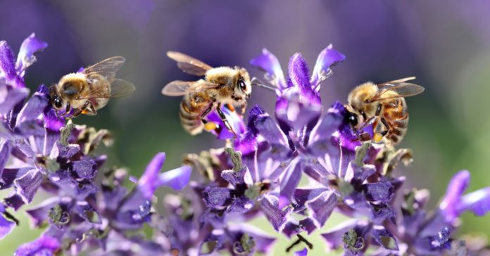 oslo - un'ape su dei fiori di colore lilla
