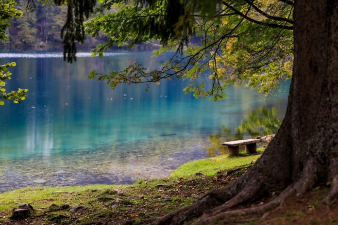 villaggio fantasma - nella foto un lago visto da una riva e sul lato destro un albero con delle fronde