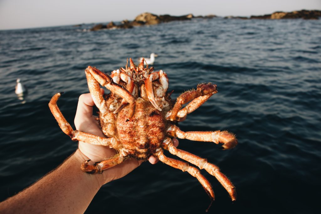 Un granchio rosso con lunghe chele bianche , in una mano di un uomo nell'atto di ributtarlo in mare. sullo sfondo si vede un isolotto