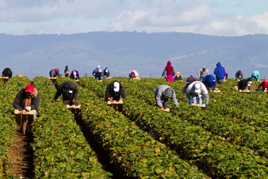 inclusione sociale - dei campi di colture con i lavoratori extracomunitari piegati sulle piante mentre raccolgono i frutti