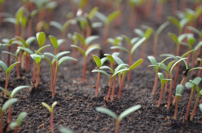 delle piantine appena nate spuntano dalla terra di un campo