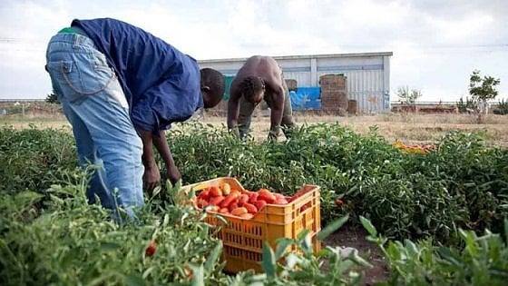 inclusione sociale - due uomini raccolgono pomodori nei campi