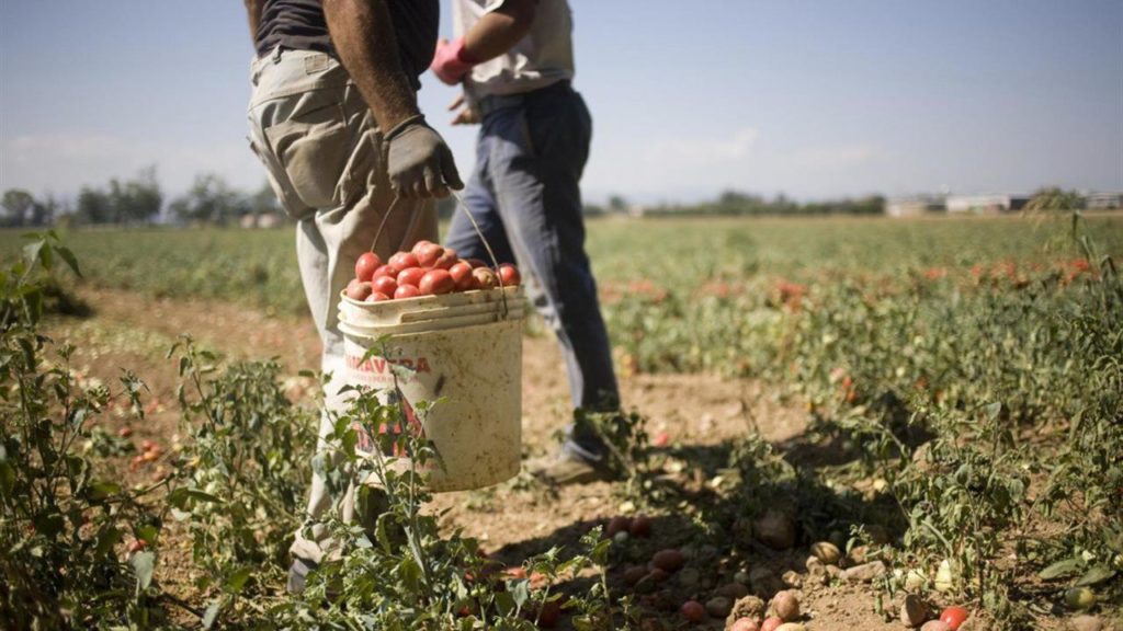 due uomiini in un campo con delle ceste di pomodori vicino a loro