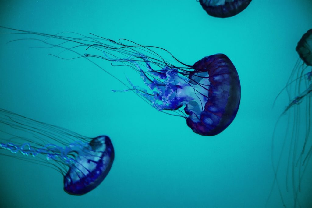 una medusa con ombrello trasparente e lunghi tentacoli nuota nel mare