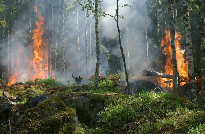incendi nei boschi in Italia delle fiamme stanno bruciando degli alberi