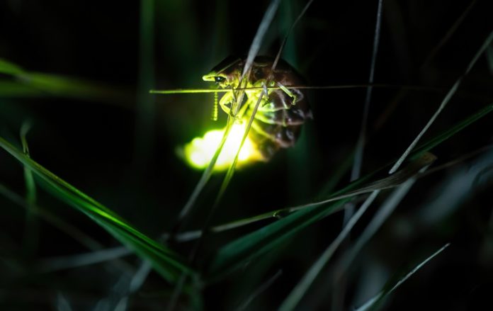 Perchè la lucciola fa luce - nella foto una lucciola emette luce gialla in mezzo all'erba. E' piccola e il dorso è striato. La coda è illuminata