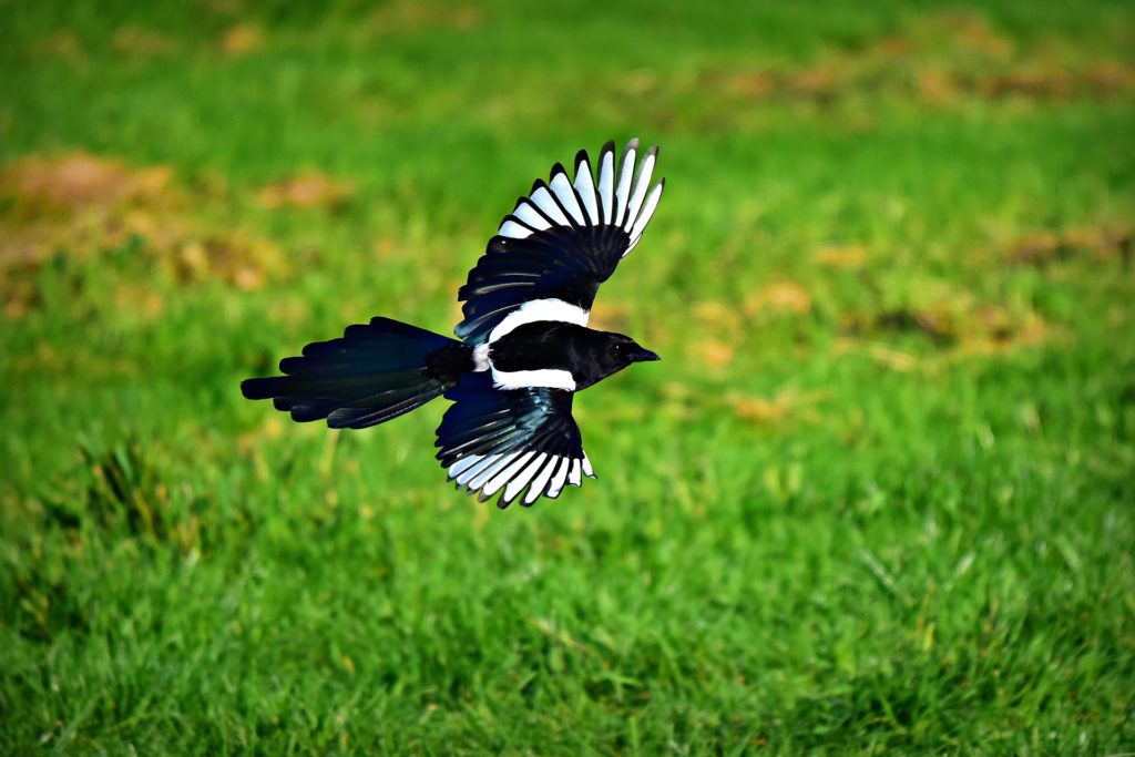 paul giorgi - una gazza dalle piume pianco nere, che vola su un prato verde