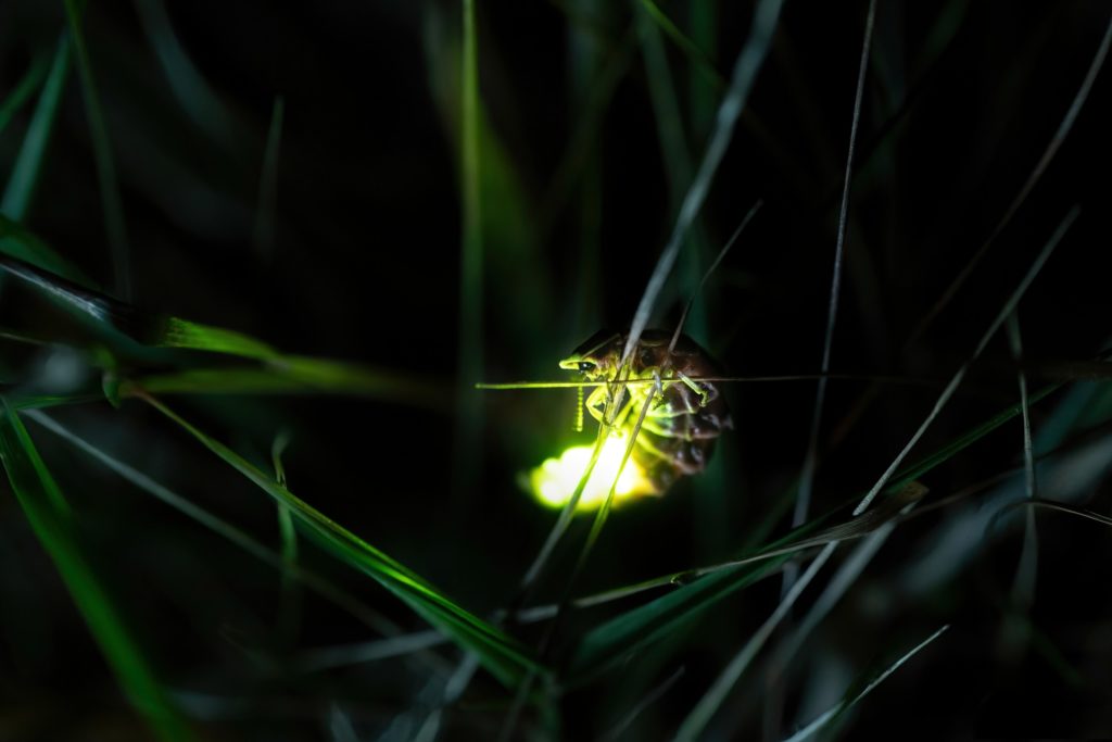 Perchè la lucciola fa luce - nella foto una lucciola emette luce gialla in mezzo all'erba. E' piccola e il dorso è striato. La coda è illuminata