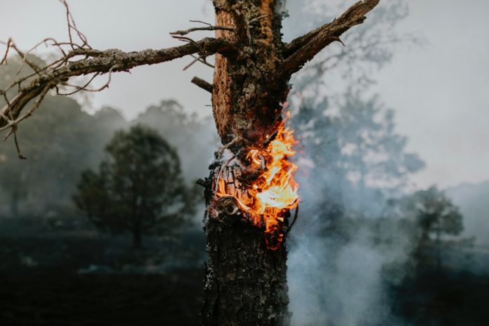 corpo forestale - nella foto una foresta e in primo piano il tronco di un albero bruciato con il fuoco proprio nel cavo interno dell'albero