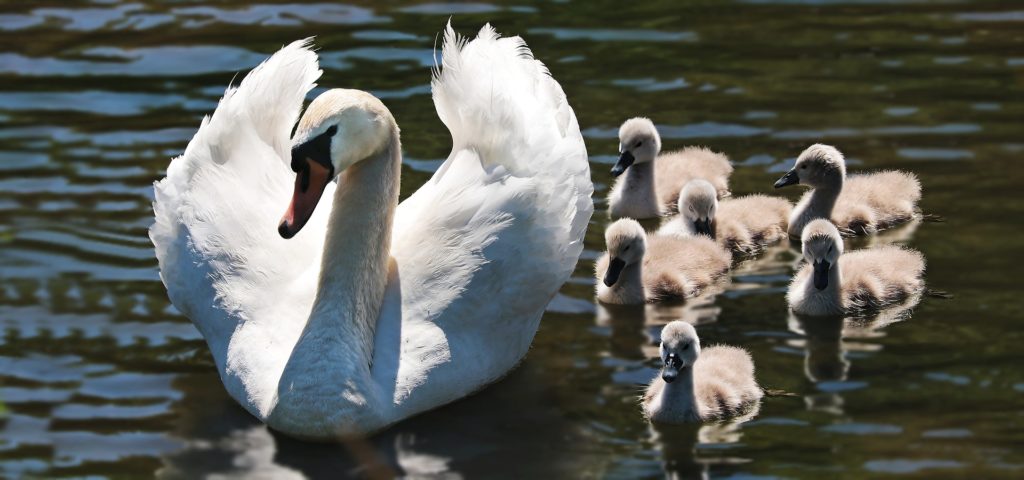 un cigno adulto molto bello, tiutto bianco con il becco arancone e intorno agli occhi piumenere,nuota nell'acqua e difianco a lui cinque anatroccoli grigia