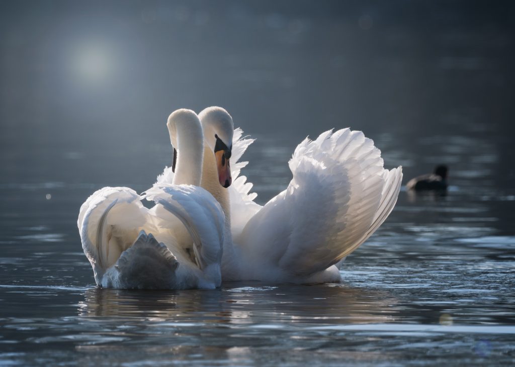 una coppia di cgni mentre si abbacciano con il collo bianco, nuotano nell'acqua di notte