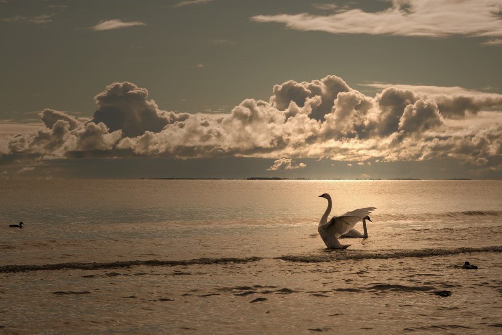 Un cigno allarga le ali nello splendore di un lago al tramonto. Il cielo ha deicolori psttacolari dal grigio al giallo all arancione con il sole che muore dietro le nubi bianche