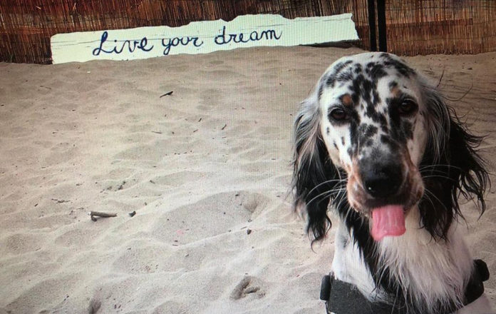 Baubeach un cane con orecchie lunghe e pelose, di colore bianco con chiazze nere, con la lingua di fuori, è seduto su una spiaggia e dietro di lui si legge la scritta 