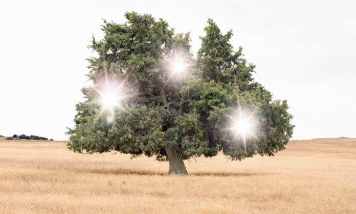 Biennale Democrazia - un albero in mezzo al deserto. Tra i rami brillano tre luci bianche