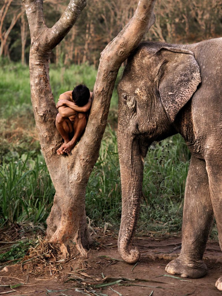 Steve McCurry - un bambino rannicchiato tra due rami di un albero spoglio e un elefante con la testa e la proboscide appoggiata ad uno di questi rami