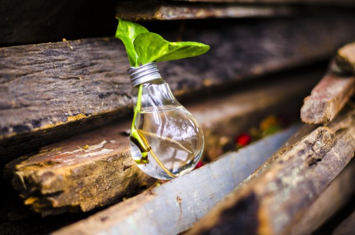 sostenibilità - nella foto una lampadina con dentro dell'acqua e il germoglio di un apianta con le foglie fuori dalla lampadina. La lampadina è appoggiata a dei rami di albero