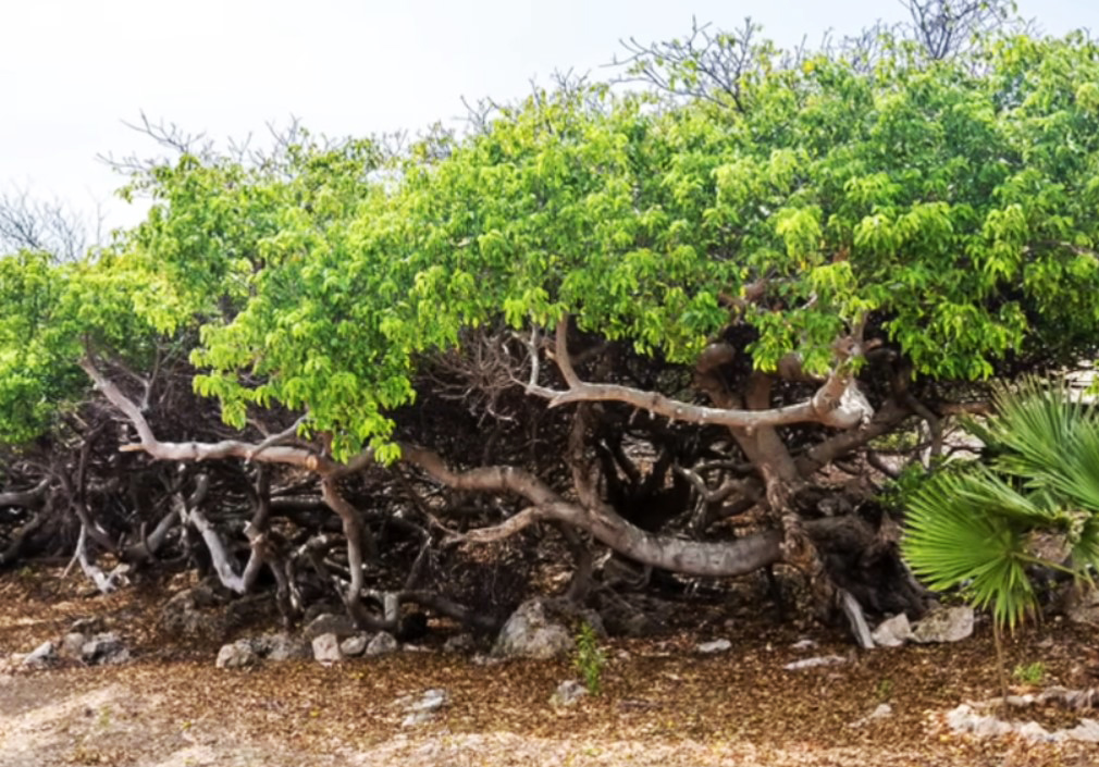 albero della morte molto basso con foglie verdi e radici sulla spiaggia