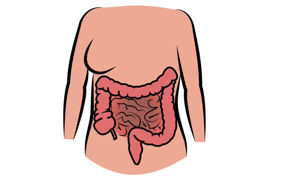 intestino - nella foto il disegno di un corpo umano e del suo intestino