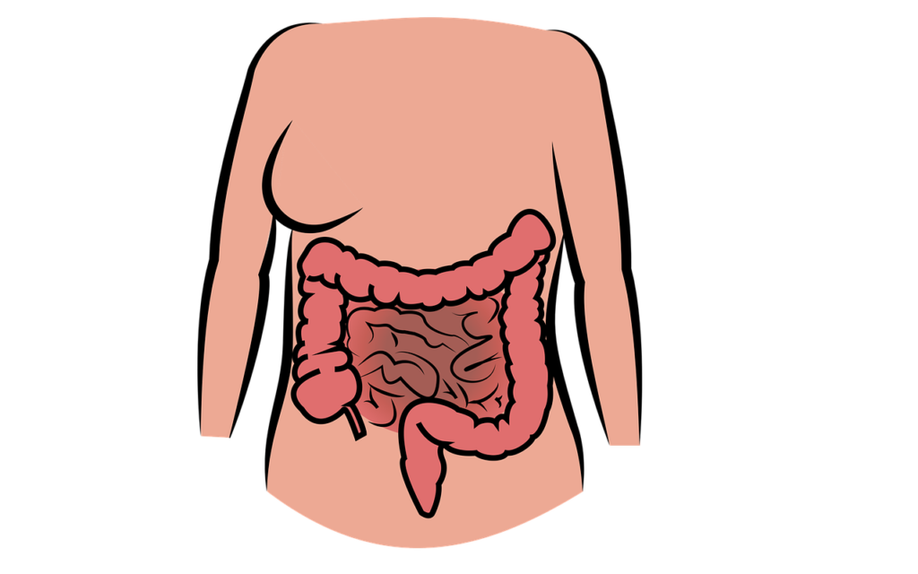 L'immagine di un mezzo busto in cui è possibile vedere il disegno dell'intestino. 