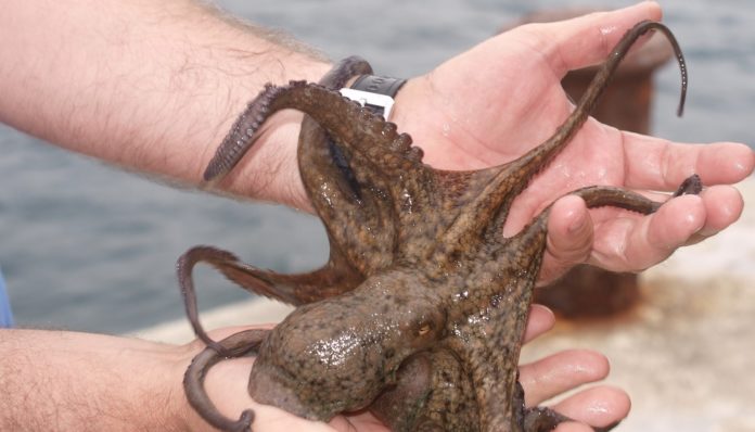 allevamenti di polpi - un polpo appena pescato si muove nelle mani di un uomo