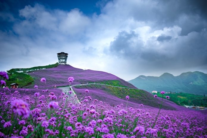 Gennaio, tisane, usi terapeutici, pianta , cavolo nero, verbena. Il paesaggio con una distesa di fiori viola e un cielo azzurro con nubi bianche molto evidenti.