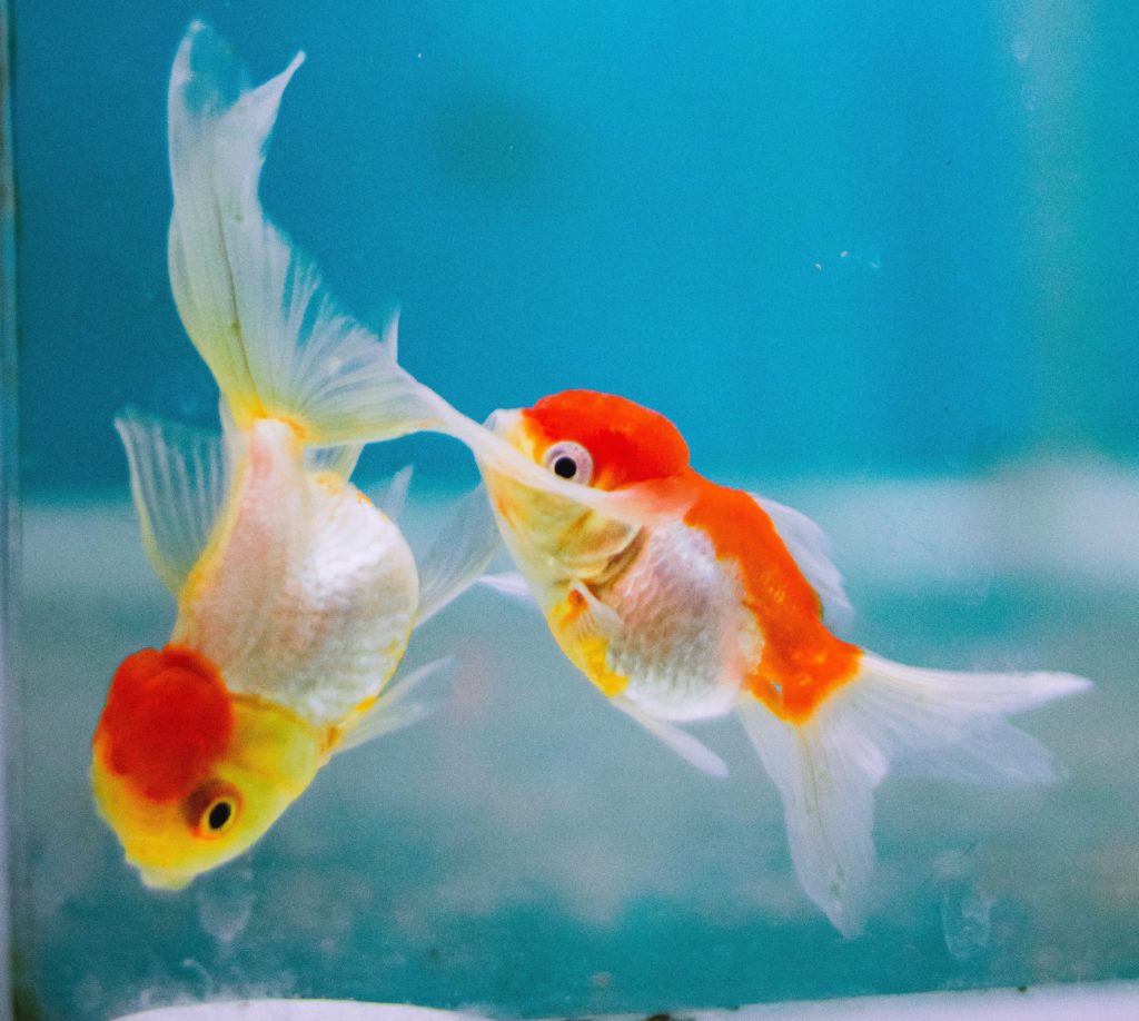 due pesci rosso con il ventre giallo e coda e pinne binche trasparenti