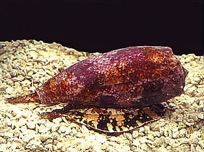 una lumaca di mare con il guscio a forma di cono, con colori sul rosso olto belli e il mollusco presenta come delle ali per muoversi sul fondo marino sabbioso