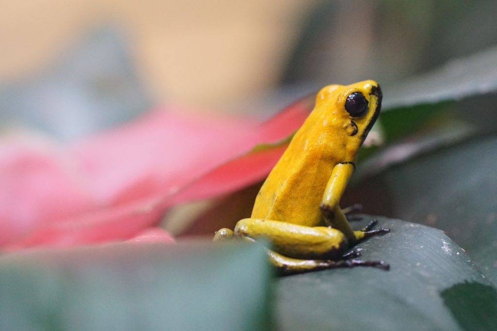 animali velenosi - una rana piccola dal colore dorato, con occhi scuri, è appoggiata tra delle pietre
