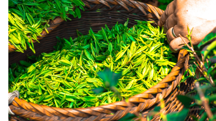 Tè in India: un’usanza popolare importata di recente. Foglie verdi di the dentro un cesto di vimini