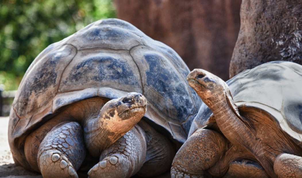 Longevità e invecchiamento due tartarughe di si guardano vicino a un albero
