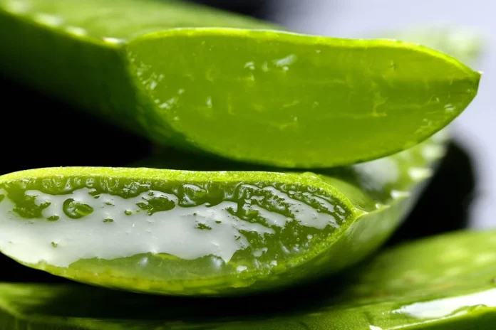 Aloe vera, proprietà, benefici, succo, gel, cosmetica, idratare, pelle. Foglie di aloe vera tagliate in piccoli pezzi in cui è possibile vedere il gel contenuto all'interno.