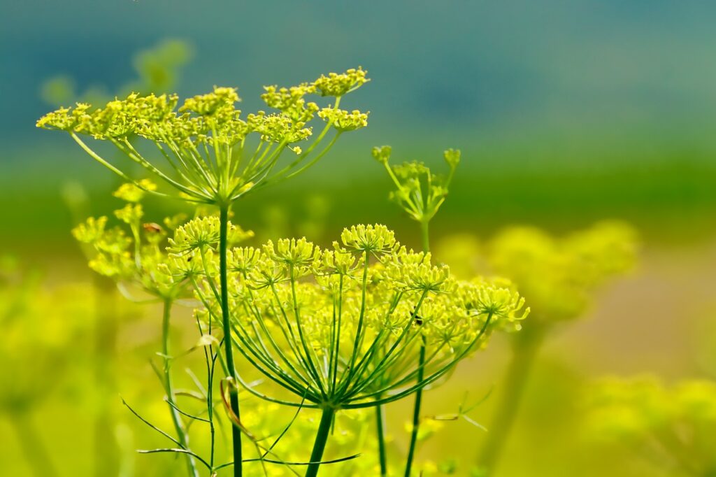 Pianta del finocchio. Possiede piccoli fiorellini gialli e gambi di colore verde chiaro.