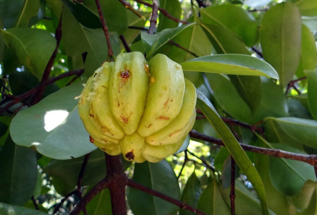 Il frutto della garcinia di colore giallo verde attaccato all'albero.