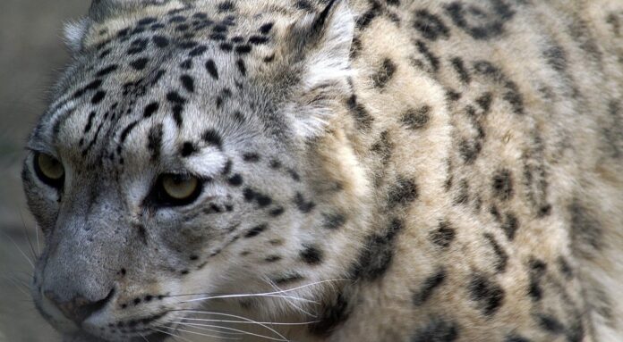LA PANTERA DELLE NEVI- immagine del felino. L'animale, similmente al leopardo, ha il mantello bianco con macchie nere, occhi verdi e giallognoli.