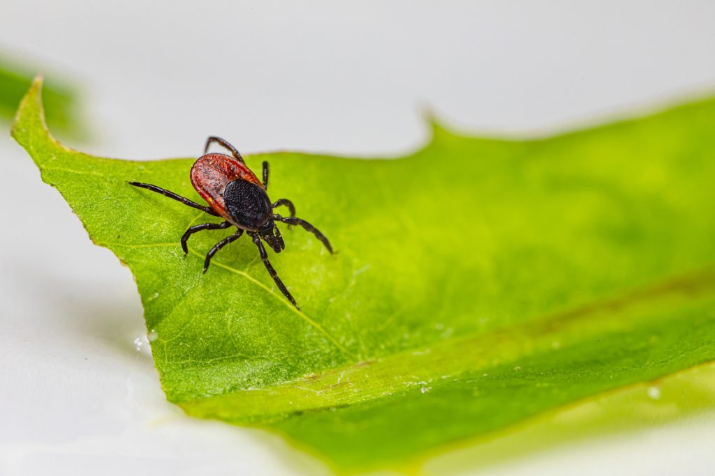 animali velenosi - una cimice con parte del corpo rosso e parte nero, appoggiata su una foglia