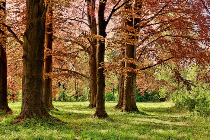 GIARDINO- immagine di un bosco. Gli alberi in primo piano presentano un fogliame tendente al rosso mentre le piante in secondo piano, più ravvicinate le une alle altre, hanno le foglie verdi.