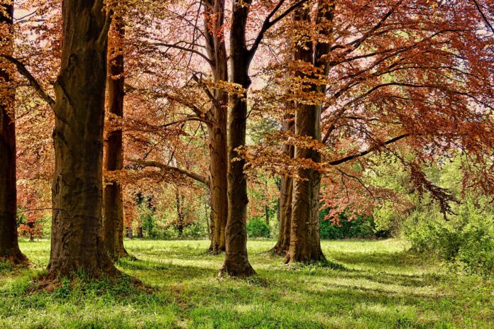 GIARDINO- immagine di un bosco. Gli alberi in primo piano presentano un fogliame tendente al rosso mentre le piante in secondo piano, più ravvicinate le une alle altre, hanno le foglie verdi.