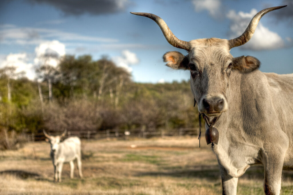 slow tourism - mucche del centro italia (con le corna lunghe) al pascolo