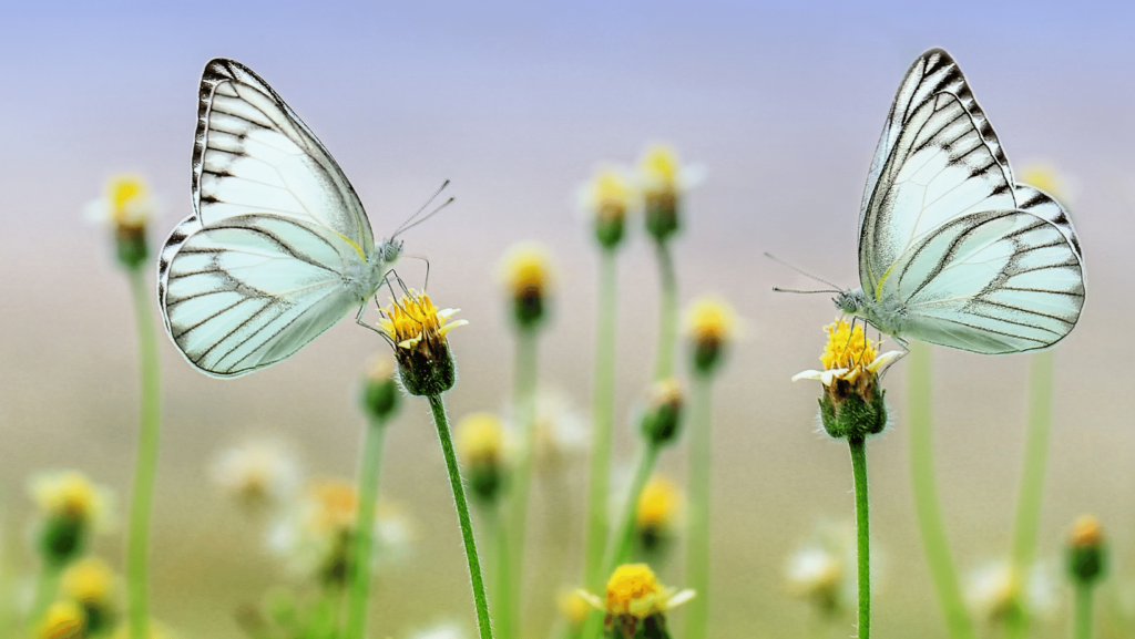 due farfalle su uno stello di fiori giali una di fronte all'altra con ali azzurro cielo