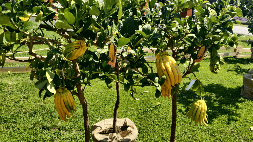 il fiore della pianta Mano di Buddha, in relatà un cedro , tante piante in fila con frutti gialli bianchi