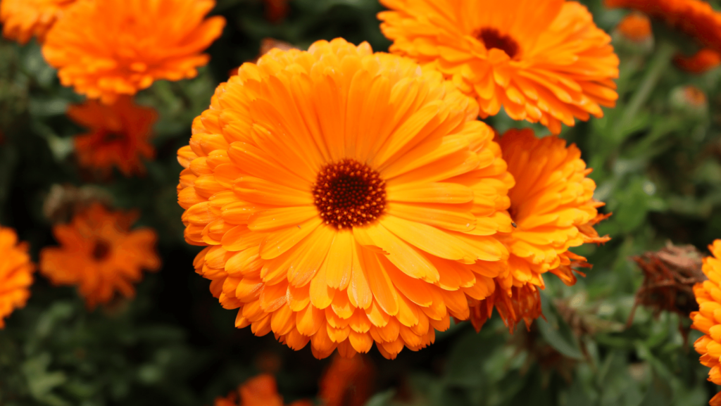 le piante di calendula , basse con tantissimi petalia crolaa color arancione