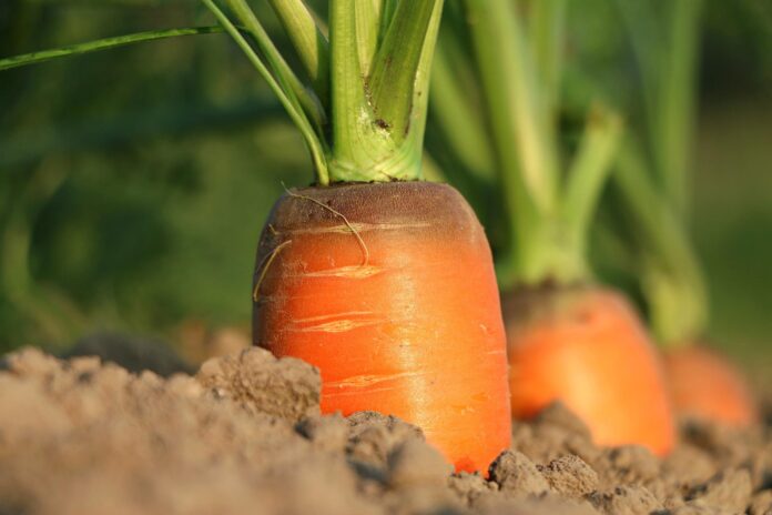 Sviluppo Agricoltura Biologica: in foto in primo piano una parte di carota che spunta dal terreno con un bellissimo pennacchio verde