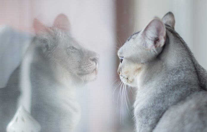 un gatto bianco si specchia nel vetro di una finestra ma il suo riflesso è un leone bianco